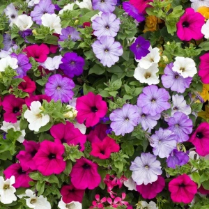 resized300_Petunia - Seminte Flori Petunie, OPAL.webp Petunia - Seminte Flori Petunie mixed,  0.2 grame, Opal